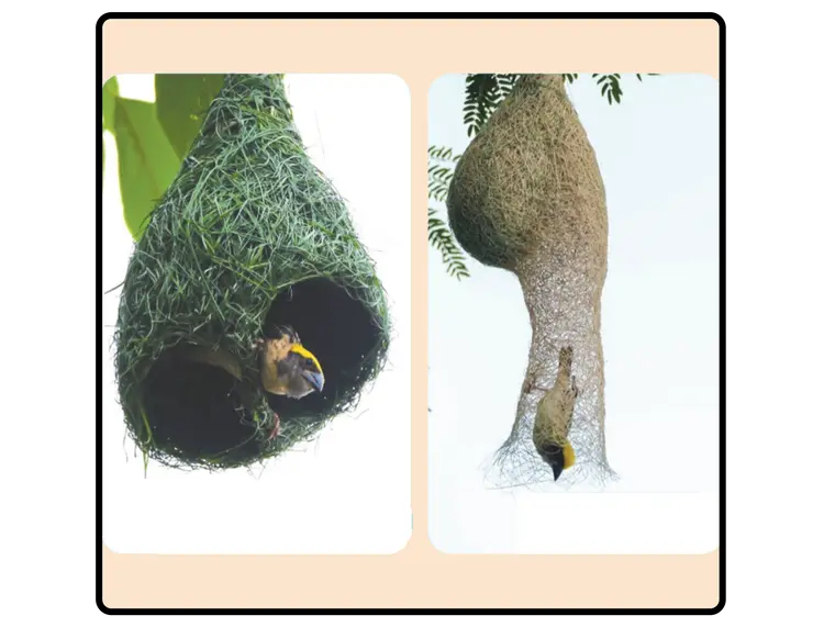 စာဘူးတောင်းသိုက်ကလေးများ